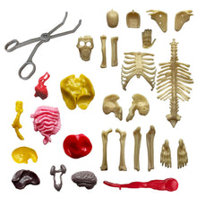 Load image into Gallery viewer, Ooze Labs Visible Human Body With Squishable Organs