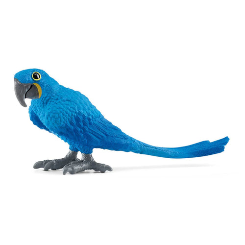 Hyazinth Macaw