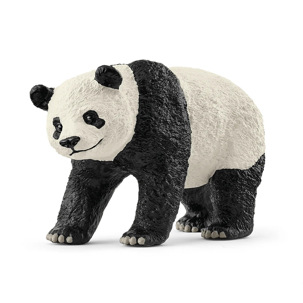 *Giant Panda