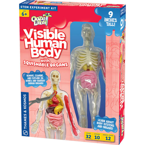 Ooze Labs Visible Human Body With Squishable Organs