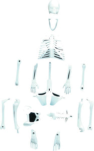 Human Skeleton