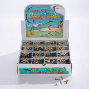 Sharks Teeth Box