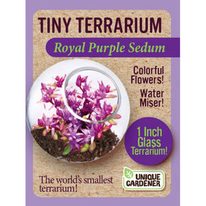 Tiny Terrarium Sedum