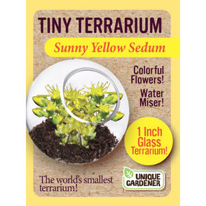 Tiny Terrarium Sedum